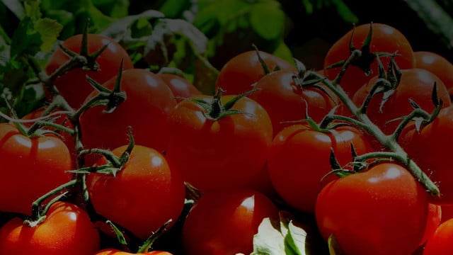 Hungry? Get Fresh Food Delivered Right to Your Doorstep